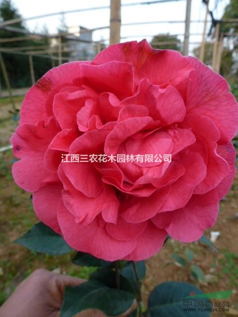 8公分茶花價(jià)格、詳細(xì)介紹 撫州茶花基地