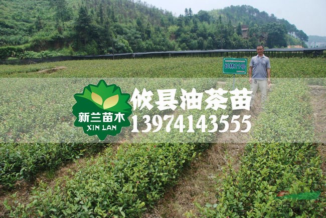 長林系列高產(chǎn)良種嫁接油茶苗8-80公分