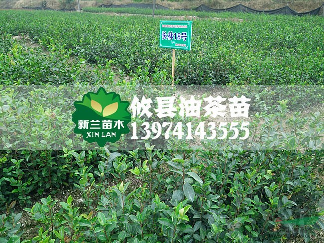 長林系列高產(chǎn)良種嫁接油茶苗8-80公分