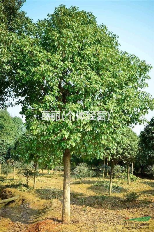 安徽合肥市庐江县供应十公分以上的香樟树