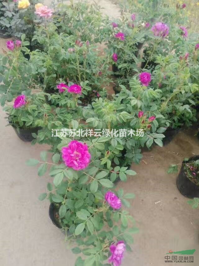 江蘇品種月季，大花月季， 藤本月季 ， 玫瑰，  毆月專賣