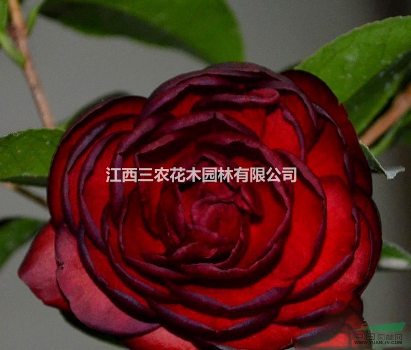 1公分2公分3公分茶花澆水技巧 美國金碧輝煌茶花栽培技術(shù)