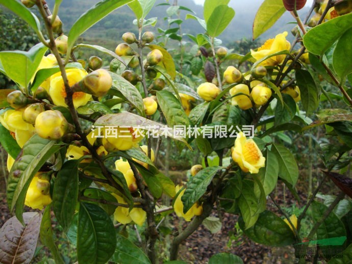 地徑5公分茶花修剪注意事項(xiàng) 5公分金花茶花價(jià)格