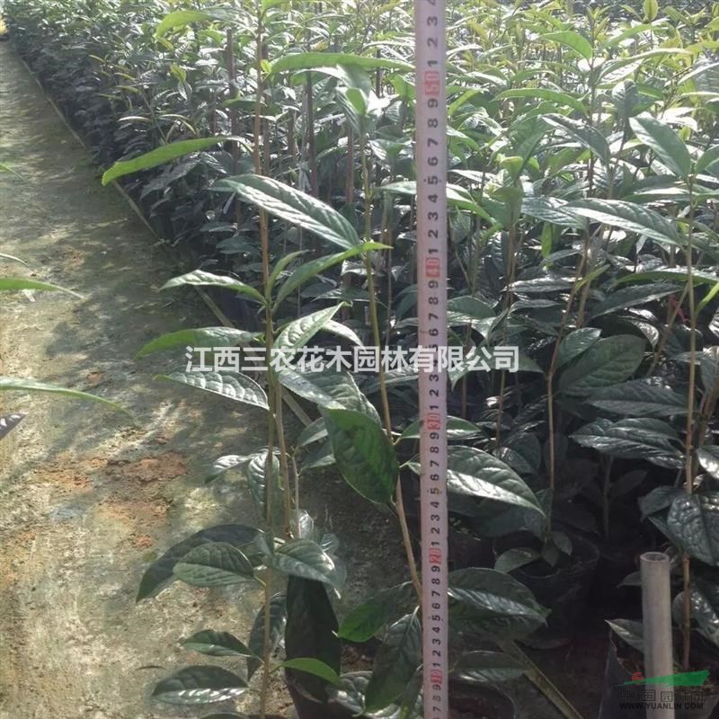 地徑5公分茶花修剪注意事項(xiàng) 5公分金花茶花價(jià)格