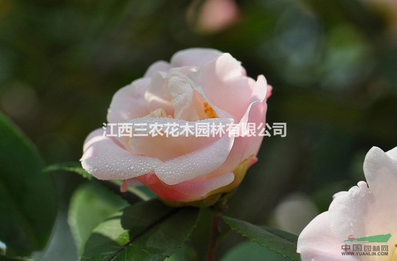 3公分茶花多少錢一株 3公分美國香型茶花批發(fā)價