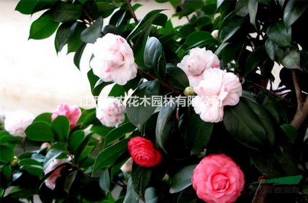 4公分茶花多少錢(qián)一株 十八學(xué)士茶花價(jià)格