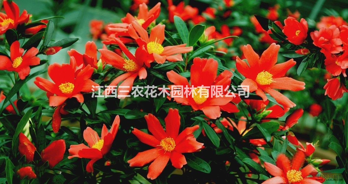  2公分茶花哪里最便宜 四季紅山茶花什么價格