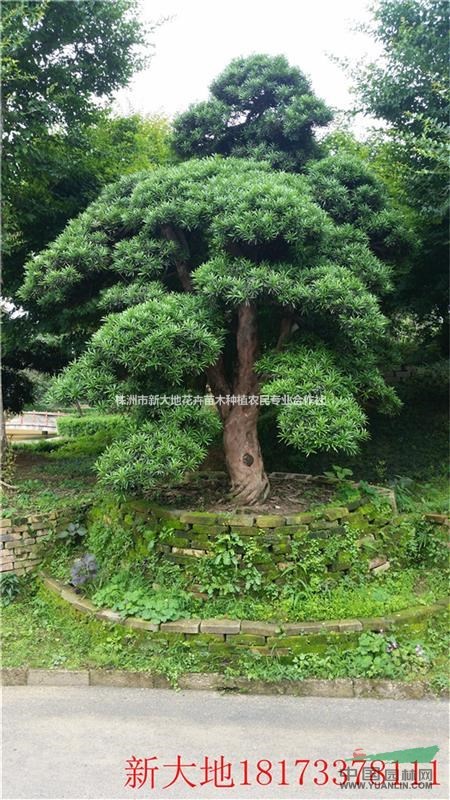 供應(yīng)各種手法的造型羅漢松造型技術(shù)@盆景羅漢松養(yǎng)殖@羅漢松價格