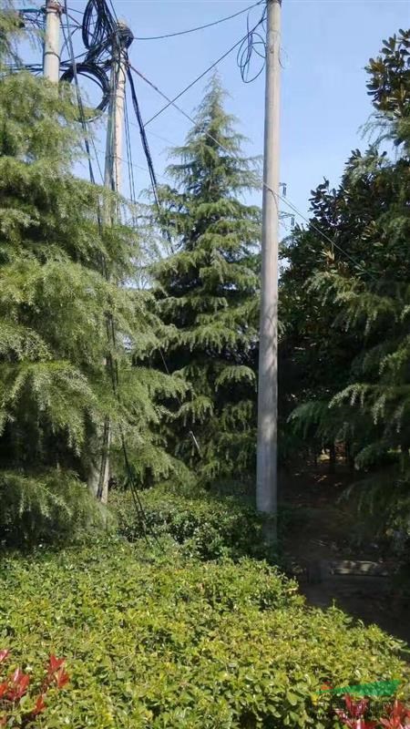 江苏：10米雪松4000