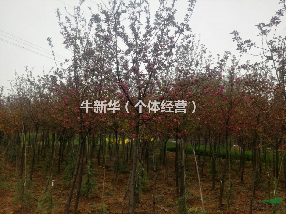 出售自种5-10公分 西府海棠树 300颗