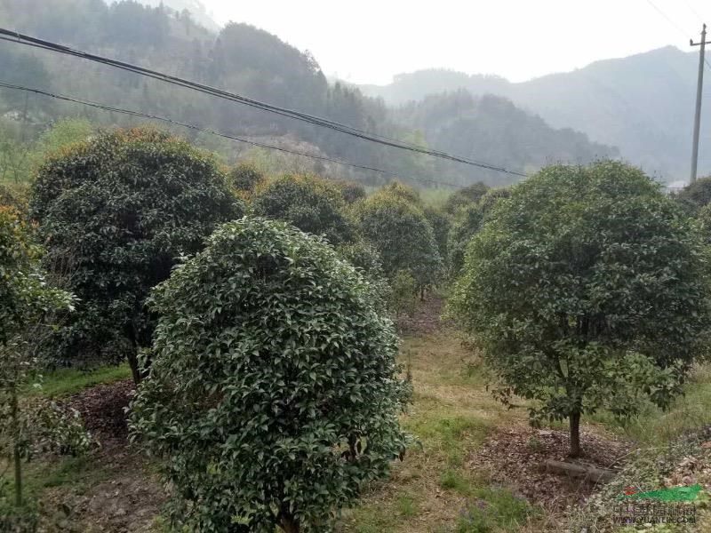 安徽宣城桂花树规格齐全，桂花价格优惠