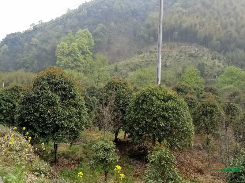 安徽宣城桂花树规格齐全，桂花价格优惠