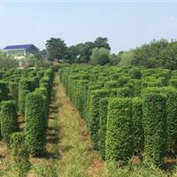 小葉女貞圓柱介紹，小葉女貞球價格，小葉女貞基地