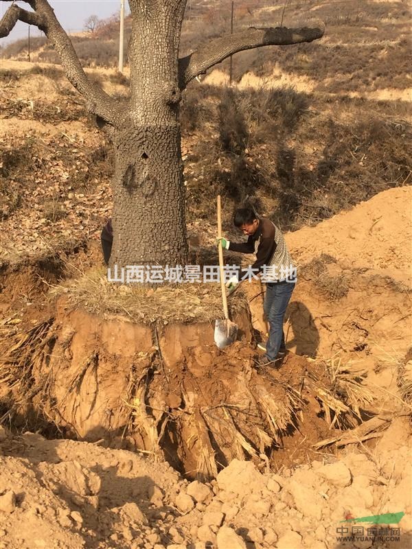 古樹柿子樹·百年大柿子樹·大柿子樹價格·山西柿子樹基地