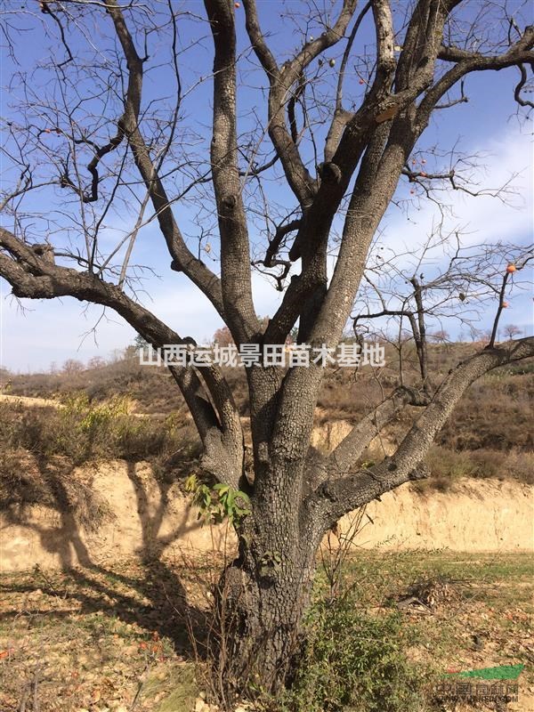 40公分占地柿子樹價格·占地柿子樹價格·山西柿子樹價格供應