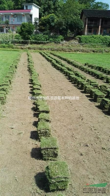 配送馬尼拉草皮臺(tái)灣青草皮馬尼拉草坪臺(tái)灣青草坪