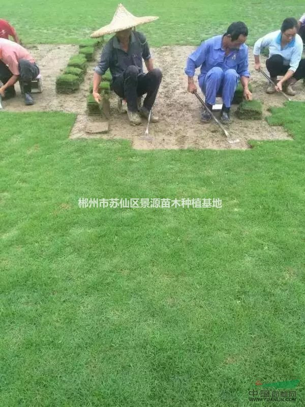 配送郴州馬尼拉草皮