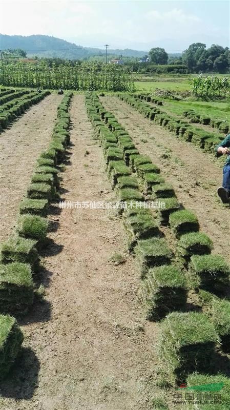 配送馬尼拉草皮