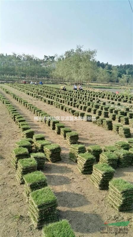 配送馬尼拉草皮