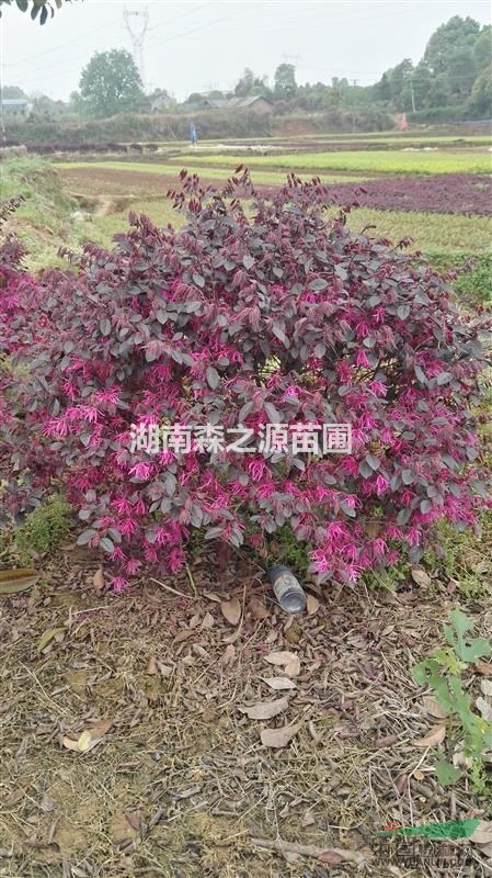 紅花繼木球、80公分-120公分紅花繼木精品球