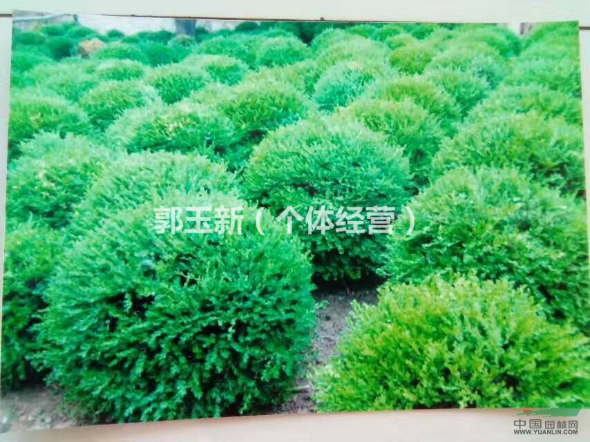 出售黄杨球，2年生黄杨幼苗