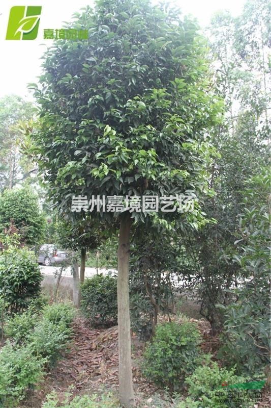 成都郫县温江崇州长期低价供应杜英等乔灌木