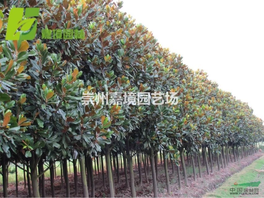 成都郫县温江崇州长期低价供应广玉兰等乔灌木