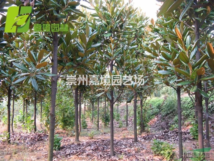成都郫县温江崇州长期低价供应广玉兰等乔灌木