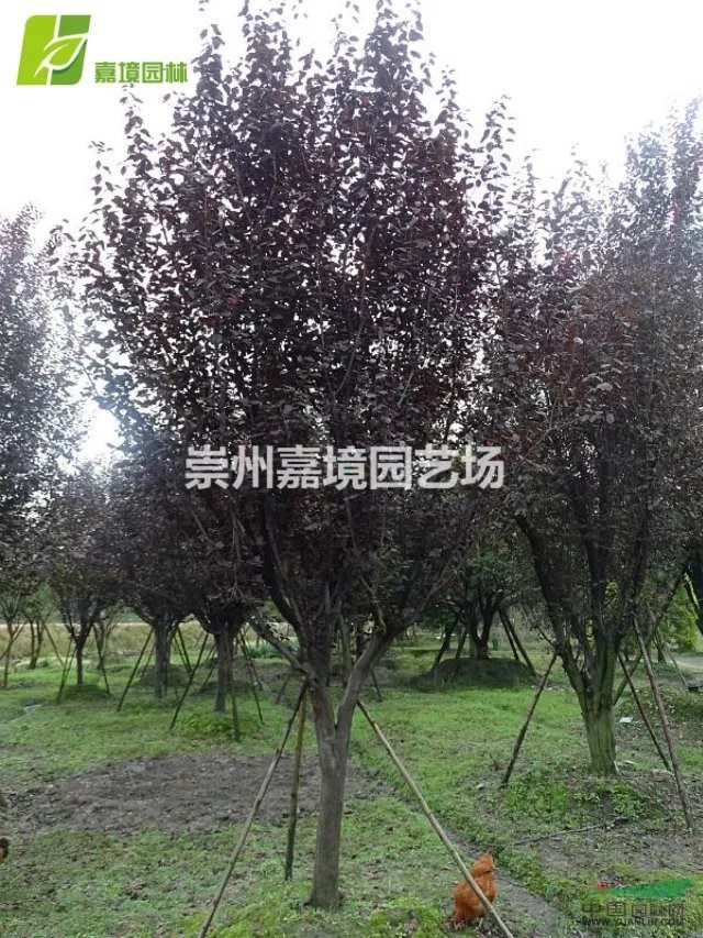 成都郫县温江崇州长期低价供应红叶李，紫叶李等乔灌木