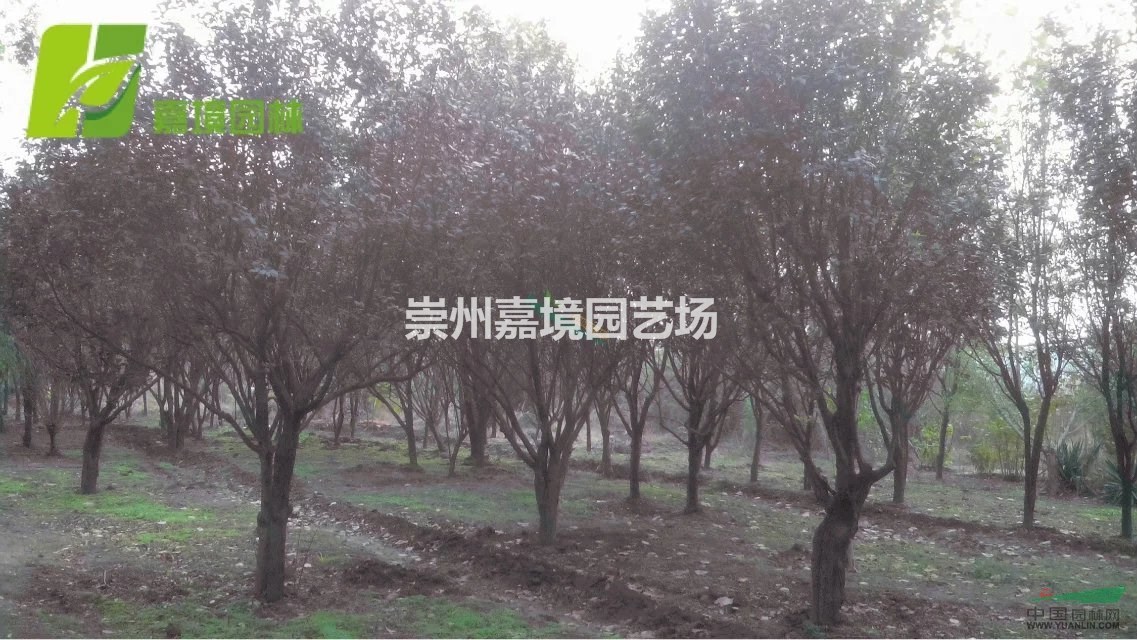 成都郫县温江崇州长期低价供应红叶李，紫叶李等乔灌木