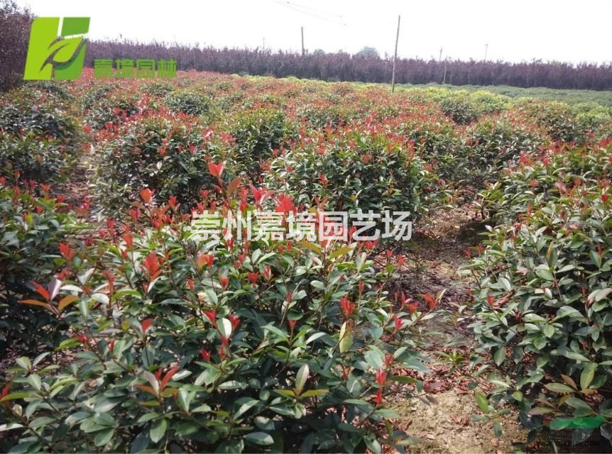 成都郫县温江崇州长期低价供应红叶石楠球等乔灌木