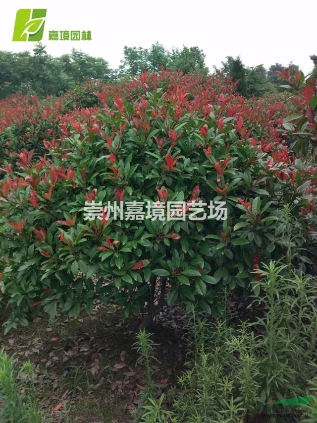 成都郫县温江崇州长期低价供应红叶石楠球等乔灌木