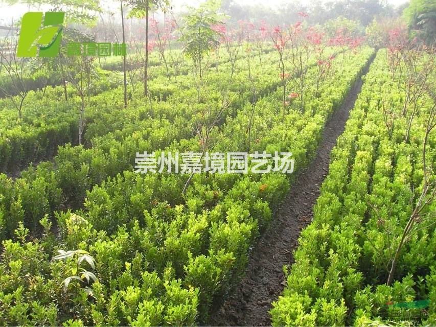 成都郫县温江崇州长期低价供应黄杨，金边黄杨等乔灌木