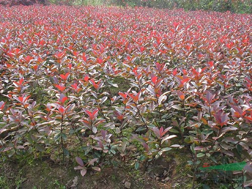 馬尼拉、紅葉石楠、金葉女貞