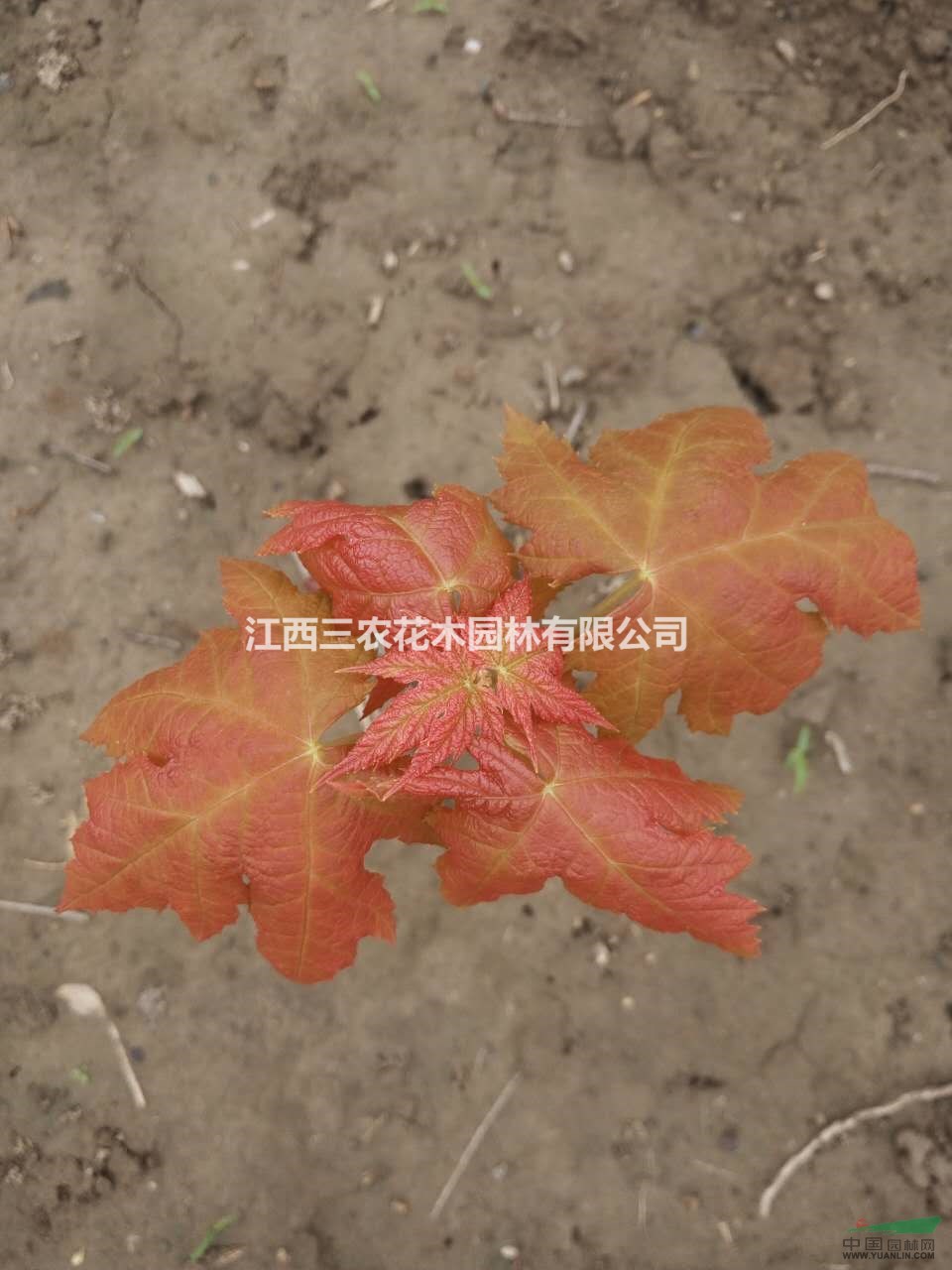 【3公分美國紅楓】美國紅楓金運(yùn)紅楓廠家