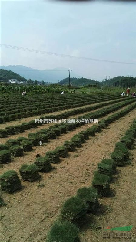 湖南郴州景源苗木基地大量供應(yīng)貴州馬尼拉草皮生產(chǎn)基地