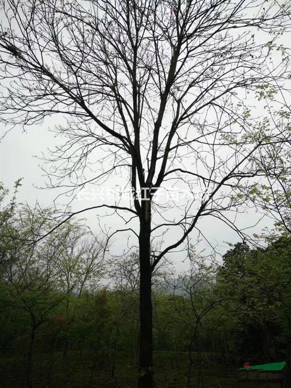 18无患子