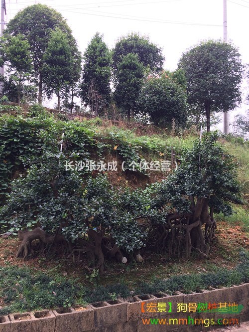 造型狗骨树.湖南狗骨树.湖南狗骨小苗-现货报价找张总