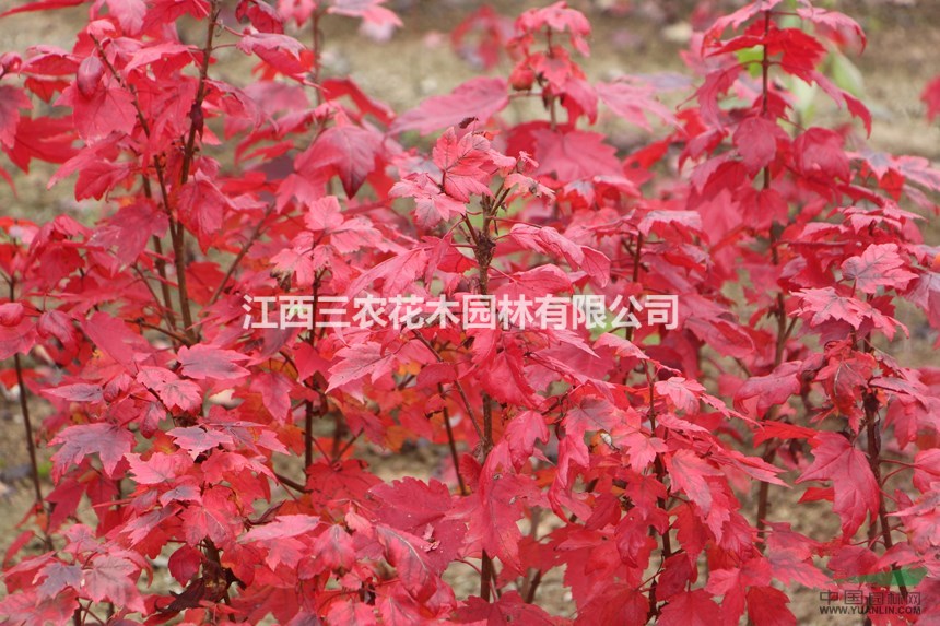 15公分美國紅楓批發(fā)價 15公分紅楓十月光輝價格