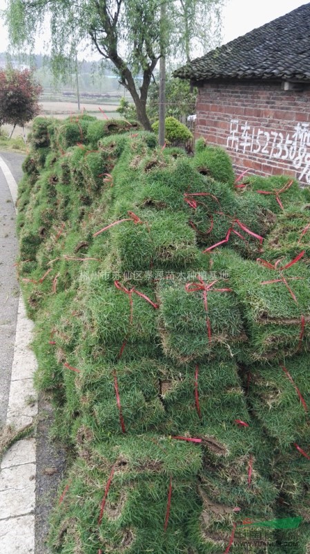 湖南郴州地區(qū)綠化草坪供應