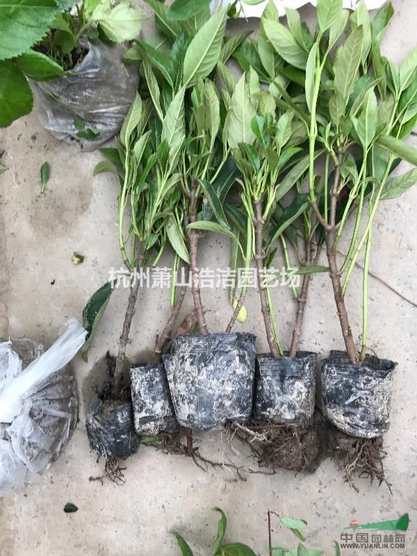 浙江萧山法国冬青容器苗样品
