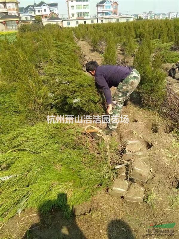 浙江蕭山塔柏／檜柏／蜀檜起苗現(xiàn)場