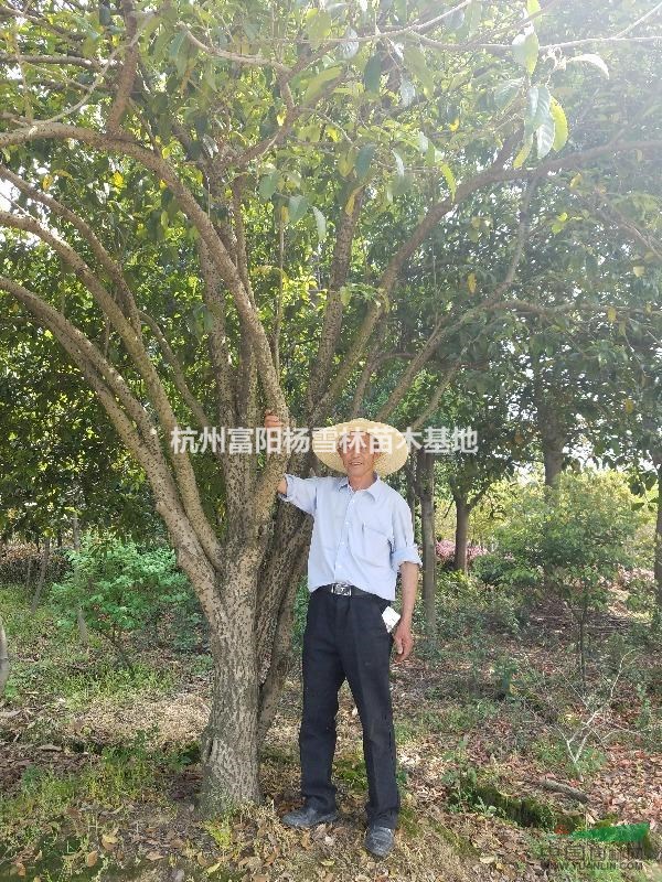 浙江地区供应冠幅5米以上桂花