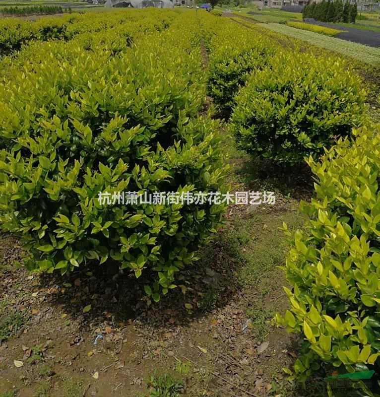 金森女贞精品球