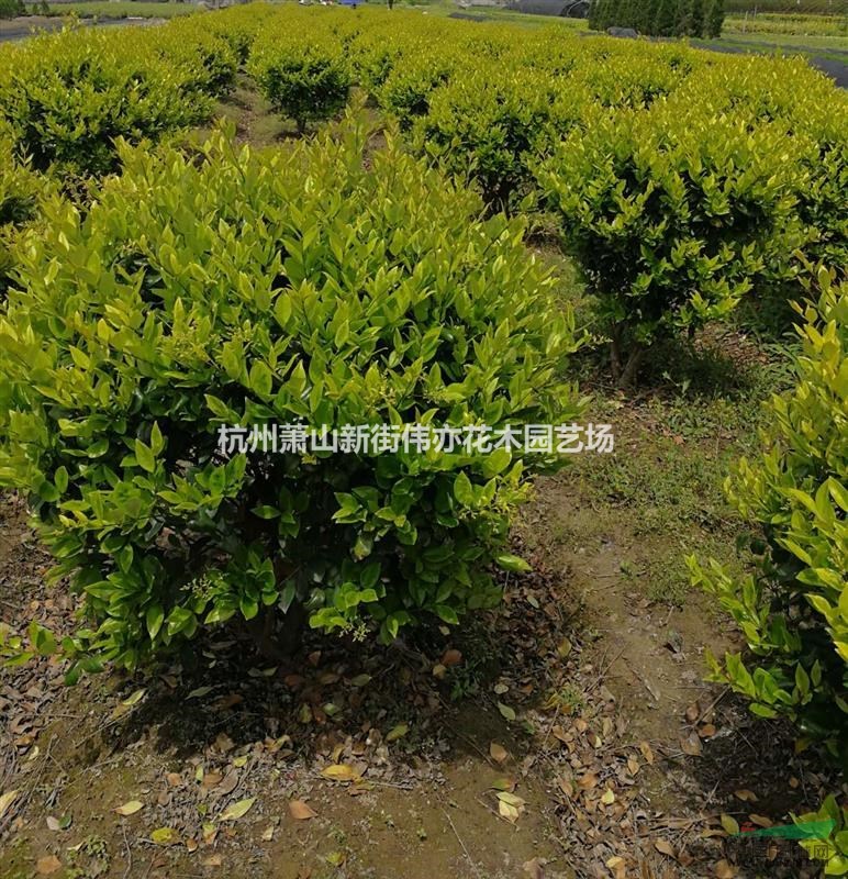 金森女贞精品球