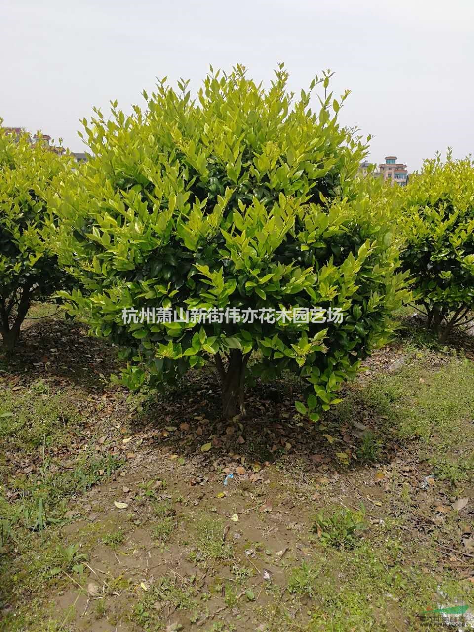 金森女贞精品球