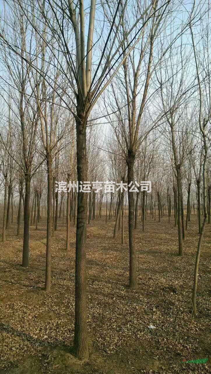 大量供应各级老白腊