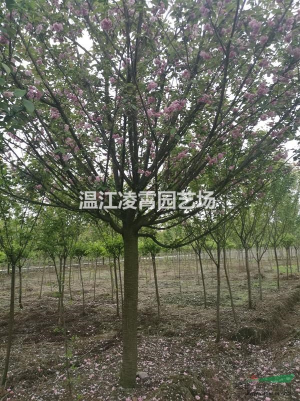 精品15公分櫻花