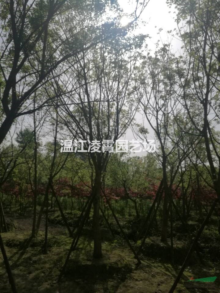 精品12-18公分元寶楓