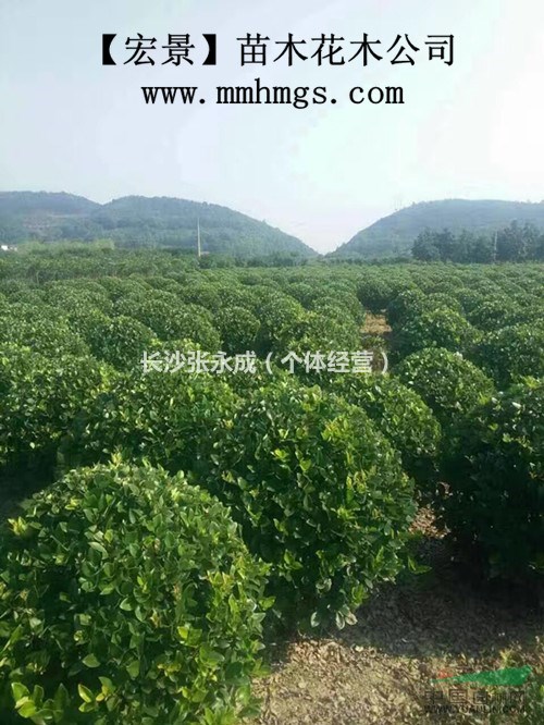 金森女真球甩卖，湖南金森女真球批发（精品）10万直销找小张-